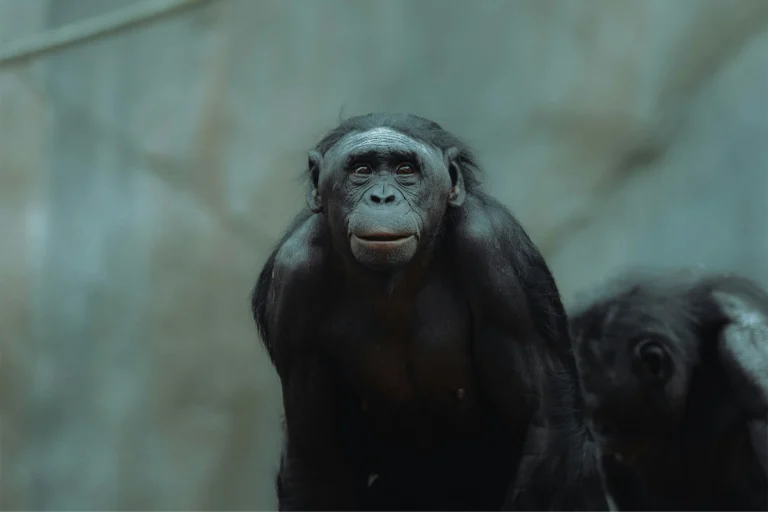 Kanzi, le bonobo, réussit un test de “jeu de faire semblant”