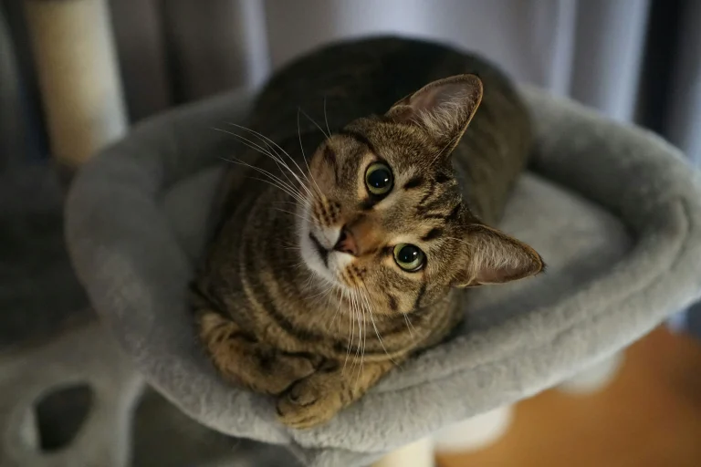 Une chatte élue “mairesse” 😺🏛️