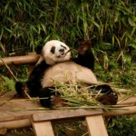 Featured image placeholder 16:9
